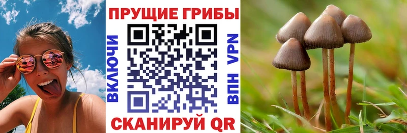 Псилоцибиновые грибы мицелий  Карабулак 